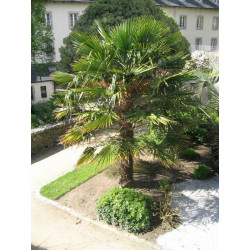 Online sale of easy palms to grow in cool climates on A l'ombre des figuiers