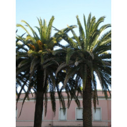 Online sale of easy palms to grow in warm climates on A l'ombre des figuiers