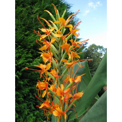 Online sale of Hedychium (ginger lily, garland flower) ) on A l'ombre des figuiers
