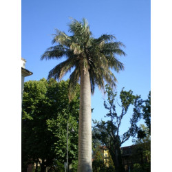 Online sale of Hardy palms on A l'ombre des figuiers