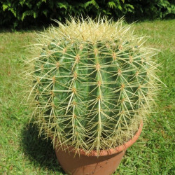 A l'ombre des figuiers - Vente en ligne de cactus